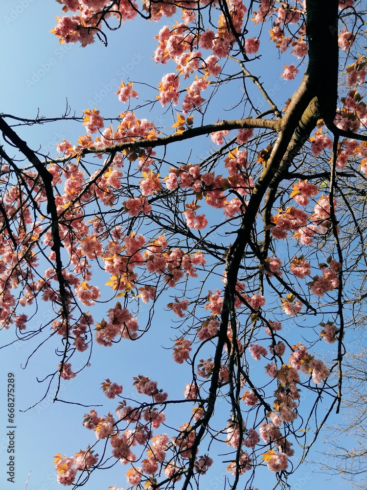 The delicate pink blossoms create a stunning canopy overhead, with the sunlight filtering through and casting a magical glow. The peaceful ambiance make it the perfect place to stroll and reflect The delicate pink blossoms create a stunning canopy overhead, with the sunlight filtering through and casting a magical glow. The peaceful ambiance make it the perfect place to stroll and reflect