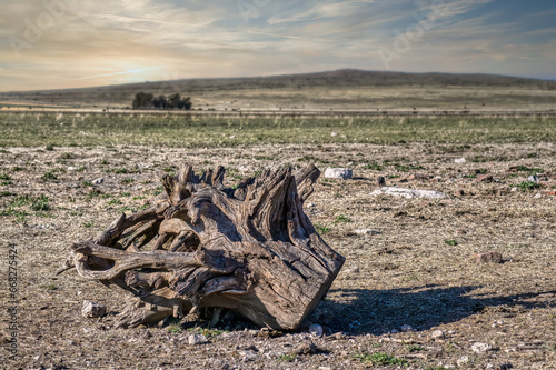 Tableau sur toile Drought, dry trunk of a tree in the middle of a field with evident lack of water