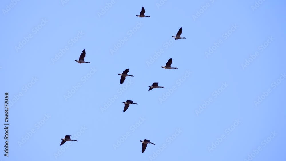 Amazingly beautiful, graceful, slow motion flying geese migrating in Fall, spectacular wildlife footage. Amazingly beautiful, graceful, slow motion flying geese migrating in Fall, spectacular wildlife footage.