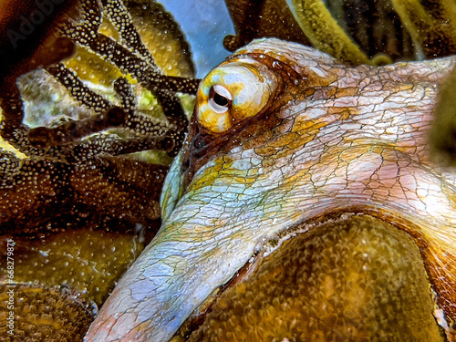 Caribbean reef octopus,Octopus briareus photo