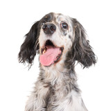 Dog english setter in PNG isolated on transparent background