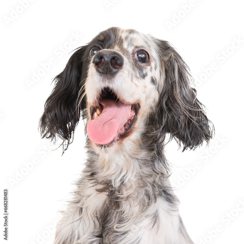 Dog english setter in PNG isolated on transparent background