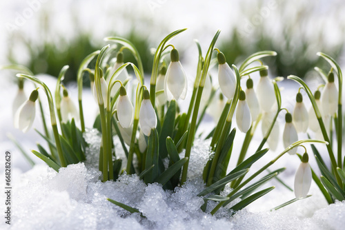 Blooming snowdrop flowers on the snow, selective focus blur. A beautiful card for the holiday in March. #668282629