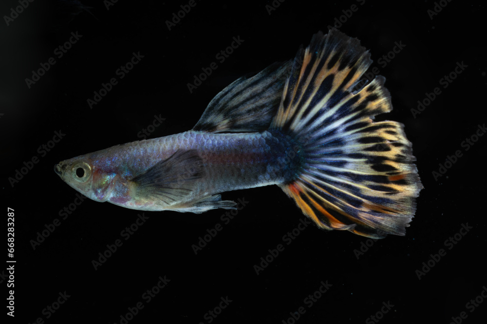 Multi colors guppy fish (Poecilia reticulata) isolated on black background, platinum guppy. Multi colors guppy fish (Poecilia reticulata) isolated on black background, platinum guppy.