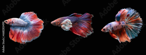 Moving moment of multi color half moon big ears or elephant ears Siamese Fighting Fish (Betta Splendens) isolated on black background.