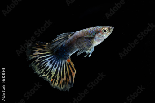 Multi color guppy fish (Poecilia reticulata) isolated on black background. Platinum snake red and yellow mosaic