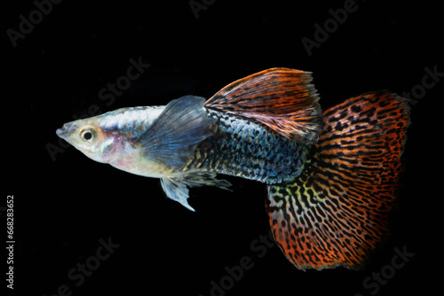 Multi color guppy fish (Poecilia reticulata) isolated on black background. Platinum snake red and yellow mosaic
