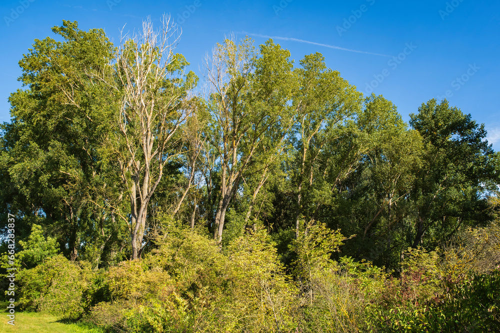 Group of trees at Laurenziberg/Germany on a wonderful sunny autumn day Group of trees at Laurenziberg/Germany on a wonderful sunny autumn day