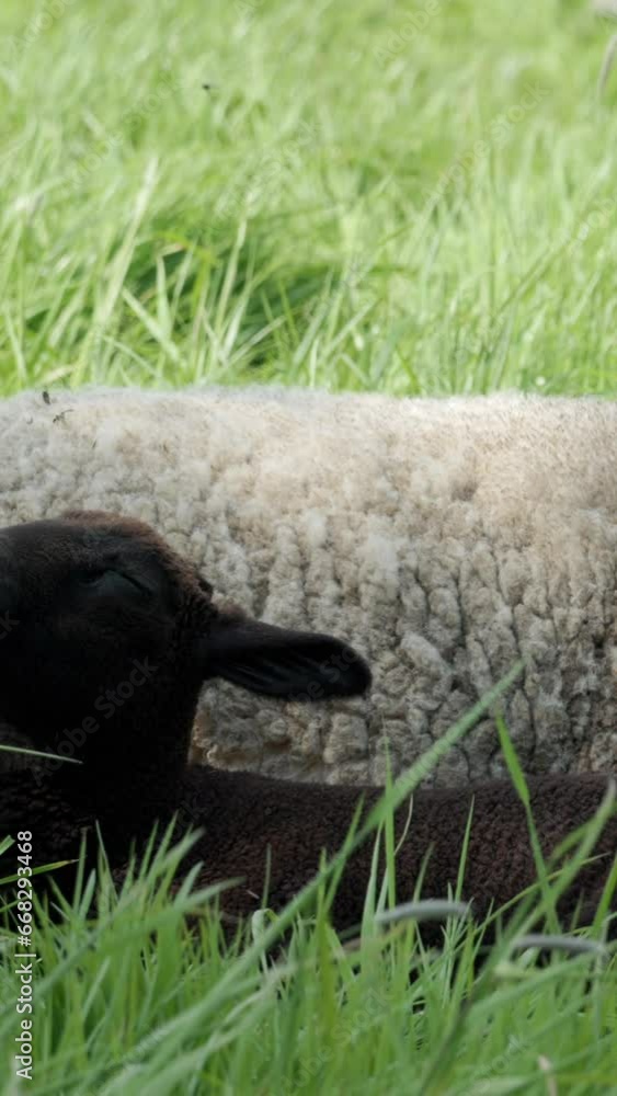 In the midst of tall, vibrant green grass, a white sheep and a black lamb recline in perfect harmony. Vertical video, pan. In the midst of tall, vibrant green grass, a white sheep and a black lamb recline in perfect harmony. Vertical video, pan.