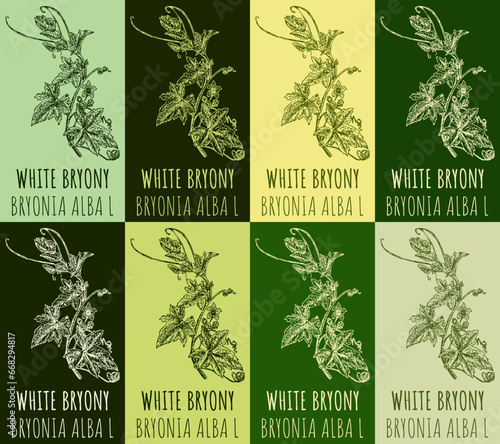 Set of vector drawing of WHITE BRYONY in various colors. Hand drawn illustration. Latin name BRYONIA ALBA L.