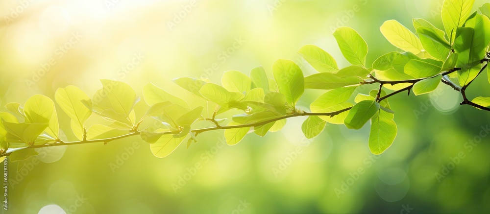 Vividly sunlit tree foliage in spring beautiful green leaves in the sun