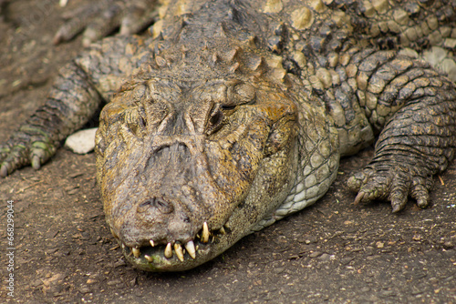 crocodilo