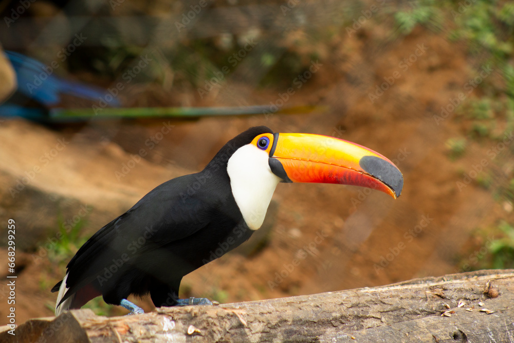 Fototapeta premium Arára canindé no zoológico