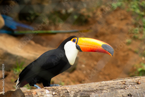 Arára canindé no zoológico