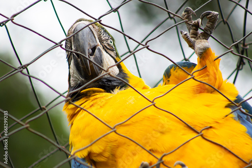 Arára canindé no zoológico
