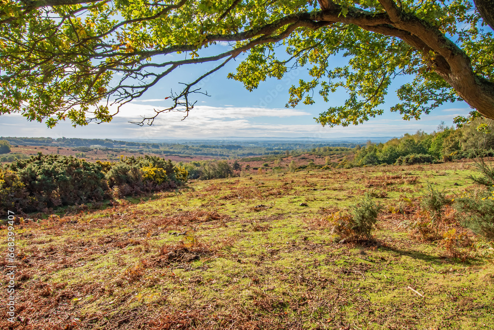 A winter morning view from under a tree on Ashdown Forest England A winter morning view from under a tree on Ashdown Forest England