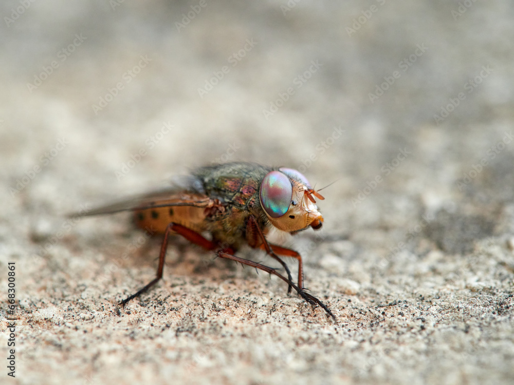 Fly with shiny eyes. Rhiniidae family. One of flies in the order Diptera, and formerly included in the Calliphoridae Fly with shiny eyes. Rhiniidae family. One of flies in the order Diptera, and formerly included in the Calliphoridae
