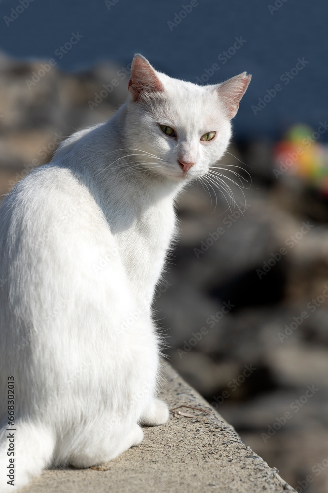 A white cat sits on the embankment and looks at the camera. A white cat sits on the embankment and looks at the camera.