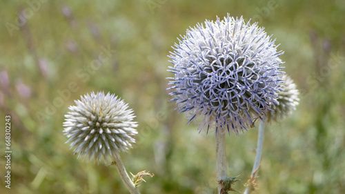 Echinops (Globe Thistle) in close up in summer in the garden