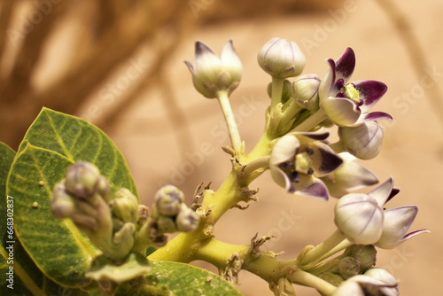 Sodom apple (Calotropis procera), flower with buds in the Sahara Desert in Algeria