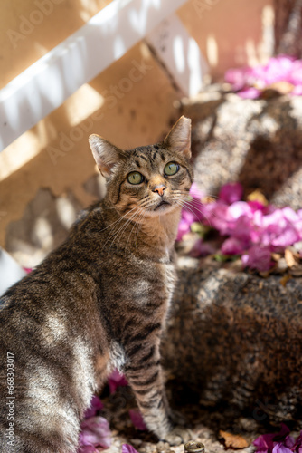 wild brown tabby cat with green eyes in the garden 