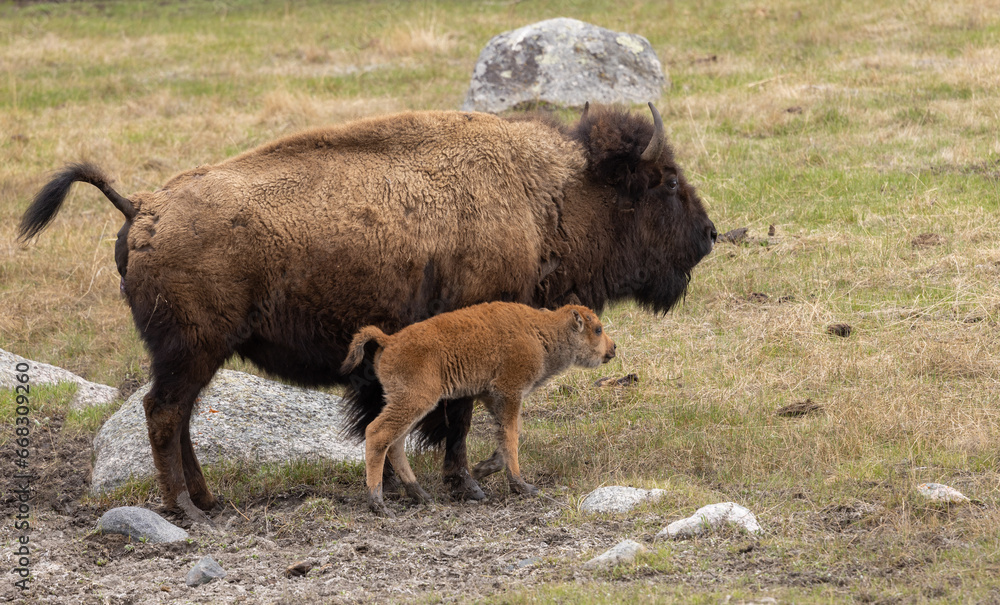 Fototapeta premium Bison Cow and Calf in Yellowstone National Park in Springtime