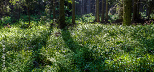 Wild coniferous forest with green fern leave on the forest floor.