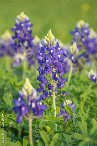 field of texas blue bonnet flowers