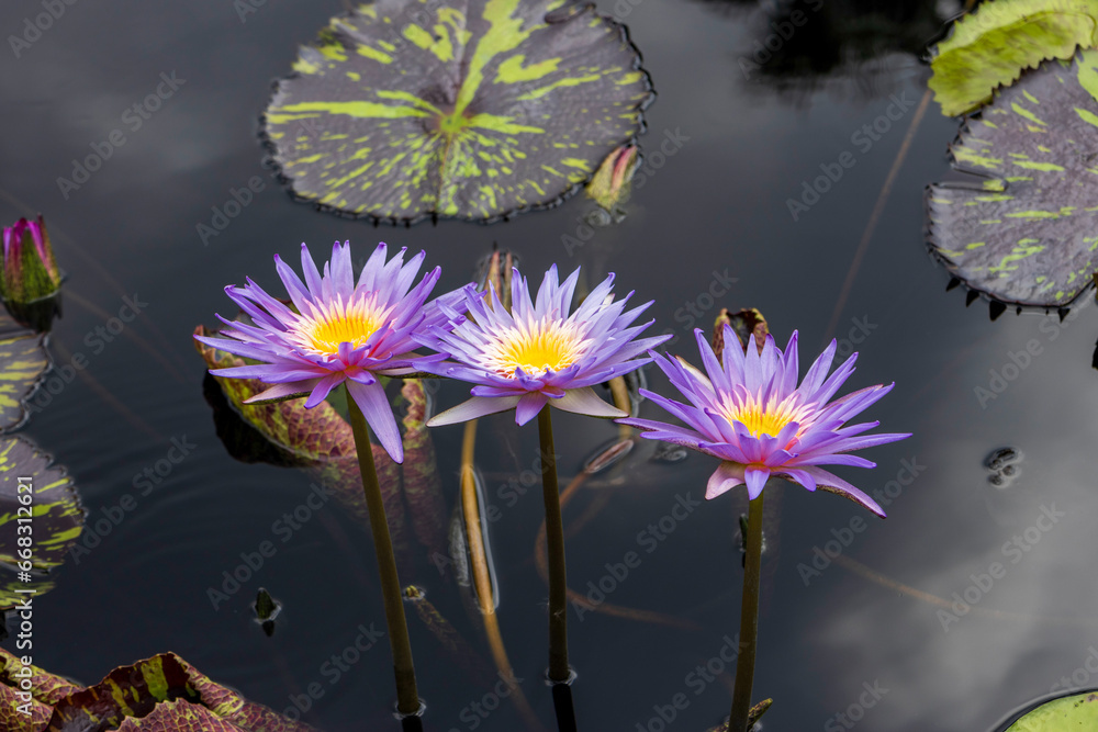beautiful purple and yellow water lilies in a pond with lush green lily pads at New Orleans Botanical Garden in New Orleans Louisiana USA beautiful purple and yellow water lilies in a pond with lush green lily pads at New Orleans Botanical Garden in New Orleans Louisiana USA
