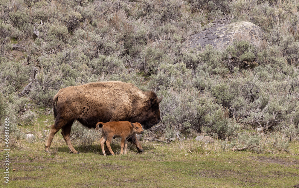 Fototapeta premium Bison Cow and Calf in Yellowstone National Park in Springtime