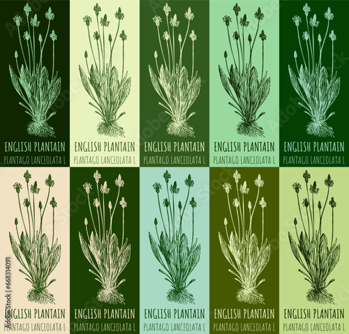 Set of vector drawing of ENGLISH PLANTAIN in various colors. Hand drawn illustration. Latin name PLANTAGO LANCEOLATA L.