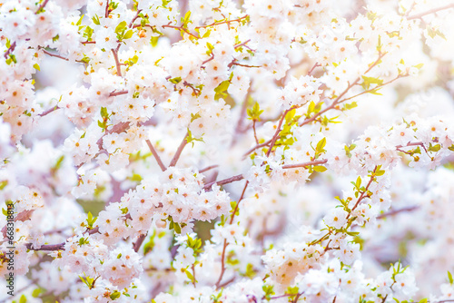 An image of a tree with spring flowers in bloom in a soft light. © serkanmutan