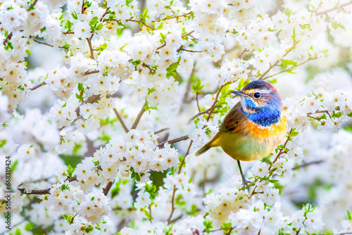Photography Cute birds in a tree with spring flowers in bloom