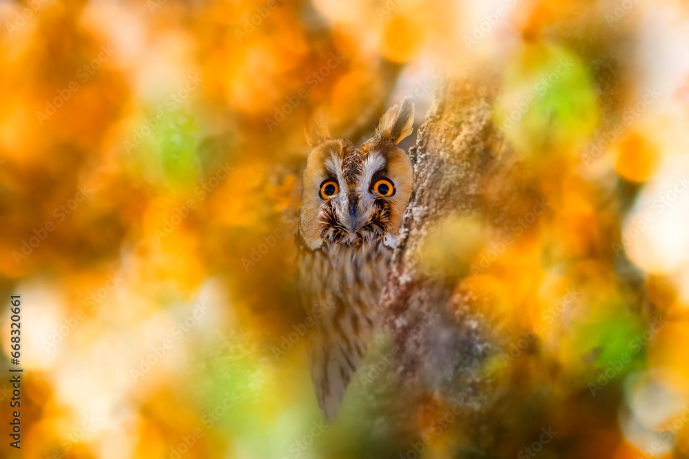 Long-eared Owl with impressive camouflage patterns. Bird: Long eared ...