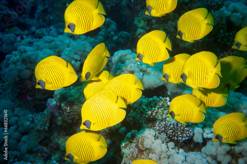 Group of Bluecheek Butterflyfish 