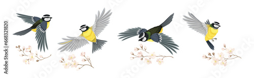 Titmouse Bird with Blooming Tree Branch Vector Set