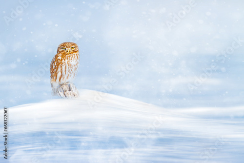 An owl photographed under snowfall. Winter nature background.
