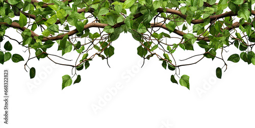Panoramic tropical vine hanging ivy plant bush frame or border with copy space for text, branches. Isolated on a transparent background. PNG cutout or clipping path.