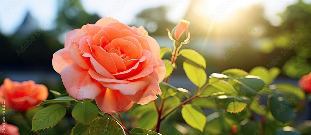 Coral rose blooms in garden under sunlight Coral rose blooms in garden under sunlight