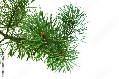 pine branch with cones