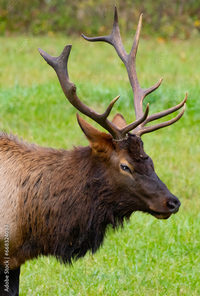 Bull elk up close showing off his massive antlers Bull elk up close showing off his massive antlers
