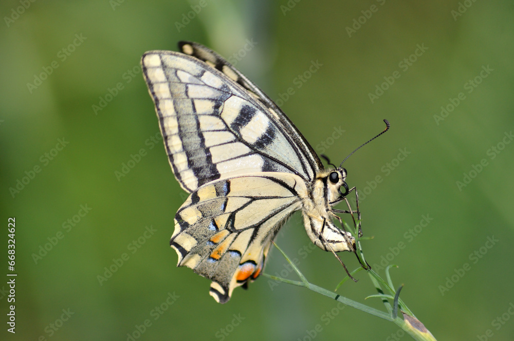 Macro photography of a beige, yellow, red and black butterfly perched on a plant laying eggs Macro photography of a beige, yellow, red and black butterfly perched on a plant laying eggs