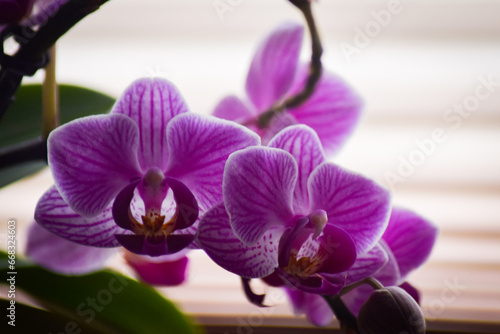 pink  purple and white orchid with green leafs