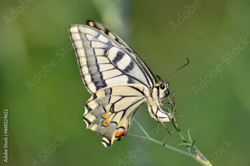 Macro photography of a beige, yellow, red and black butterfly perched on a plant laying eggs