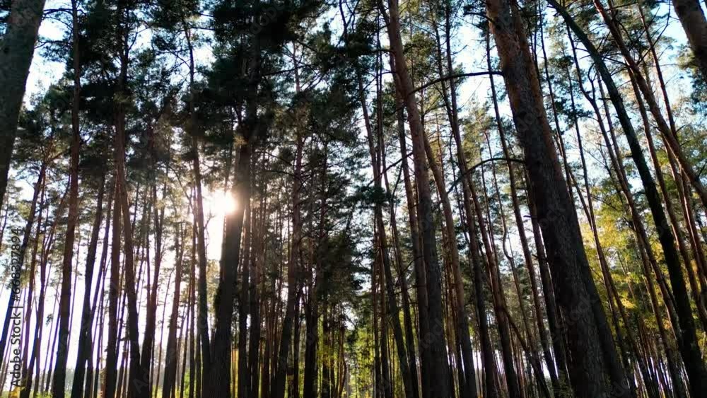 Flying a drone in a pine autumn forest, beautiful autumn sunlight, raising the camera up, view of branches with thorns, bright rays of the sun Flying a drone in a pine autumn forest, beautiful autumn sunlight, raising the camera up, view of branches with thorns, bright rays of the sun