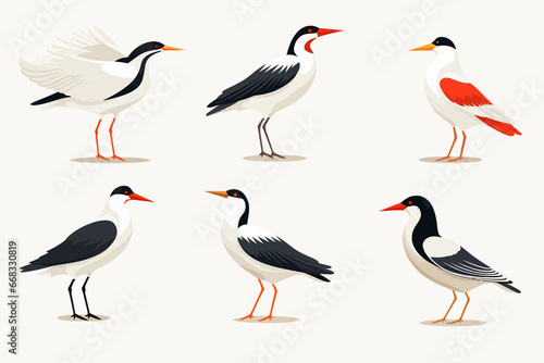 Collection of the most common asian birds isolated vector style illustration