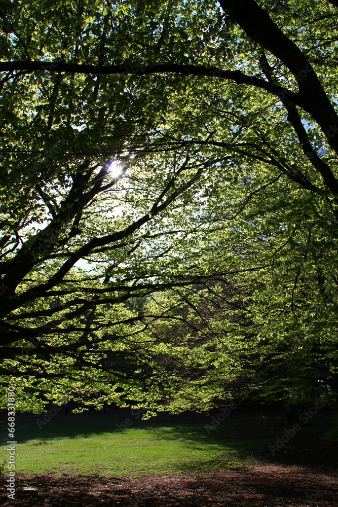 Nel bosco Nel bosco