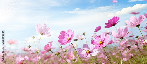 Cosmos flower field in the background
