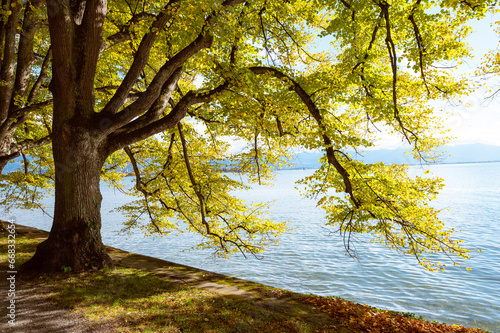 Beautiful beech tree in autumn near the Constance lake  lindau
