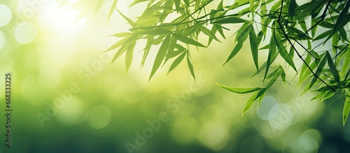 Softly focused bamboo leaves on a tree serving as the backdrop © 2rogan